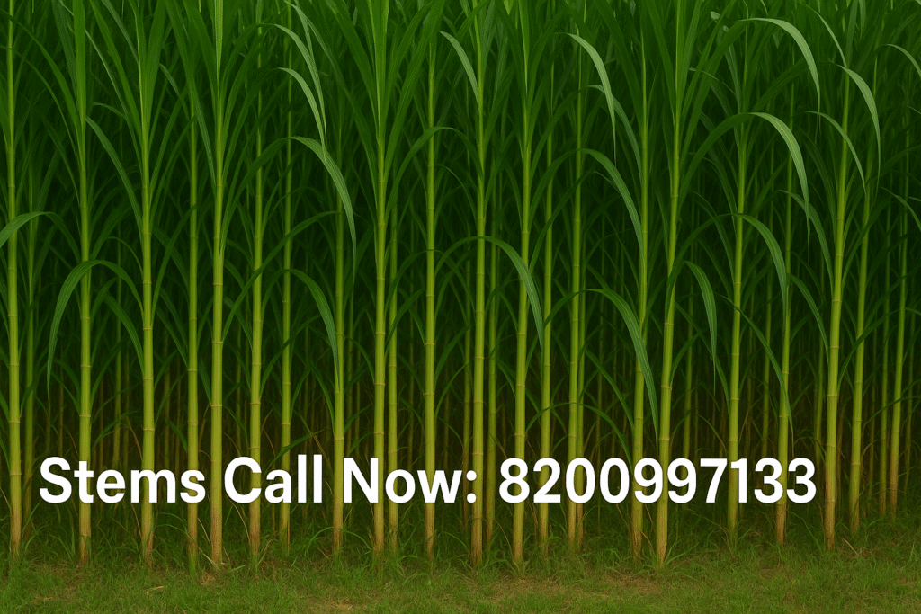 stems call now 1024x683 1