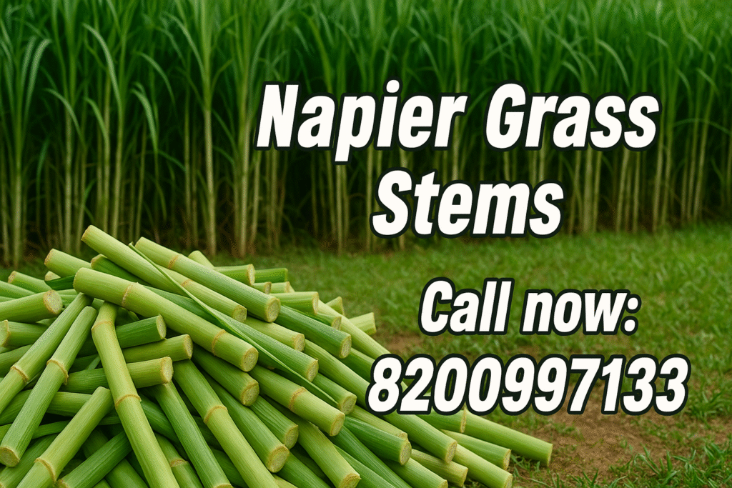 stems call now napier grass 1024x683 1